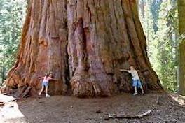 两个孩子抱在一棵很大的红杉树下的照片